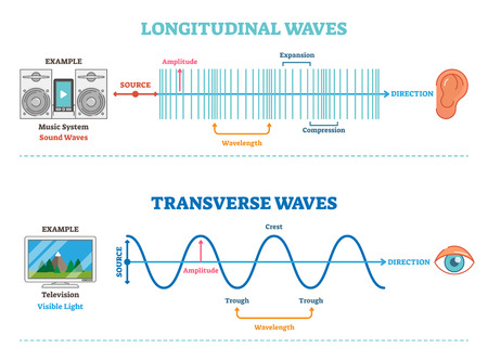 Longitudinal and Transverse wave type, vector illustration scientific diagram with wave structure and difference. Sonic and visual perception principle.のイラスト素材