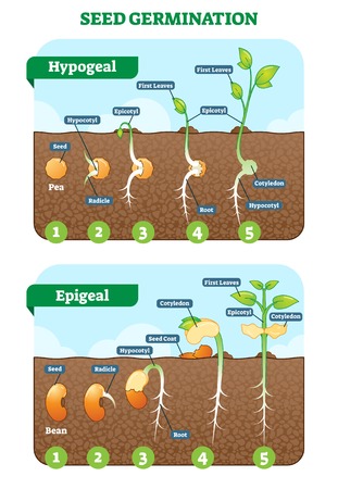 Seed germination cross section vector illustration in stages.のイラスト素材