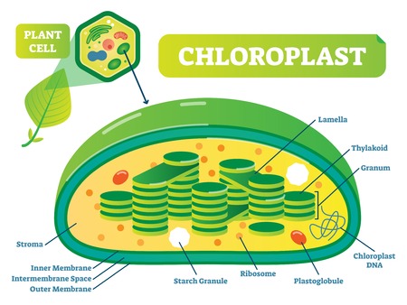 Plant Chloroplast chemical biology vector illustration cross section diagram with membrane, stroma, lamella and other parts. Botanic information scheme poster.のイラスト素材