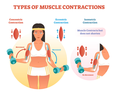 Muscle contractions scheme with arm cross section and fitness weight lifting exercise movement. Concentric, eccentric and isometric contraction types diagram.のイラスト素材