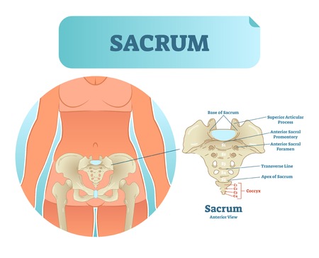 Human sacrum bone structure diagram, anatomical vector illustration labeled scheme with bone sections. Health care informational poster.のイラスト素材