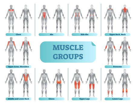 Female muscle groups anatomical fitness vector illustration, sports training informative chart.のイラスト素材