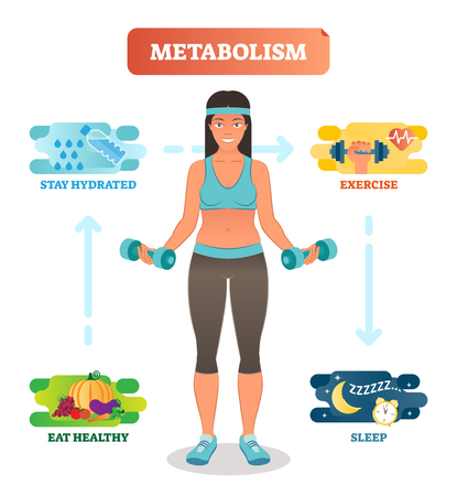 Metabolism concept vector illustration diagram, biochemical body cycle. Eating healthy, drinking water, exercising and sleeping well. Human wellbeing poster.のイラスト素材