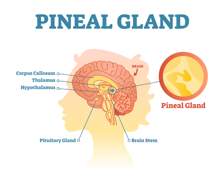 Pineal gland anatomical cross section vector illustration diagram with human brains. Medical information poster.のイラスト素材