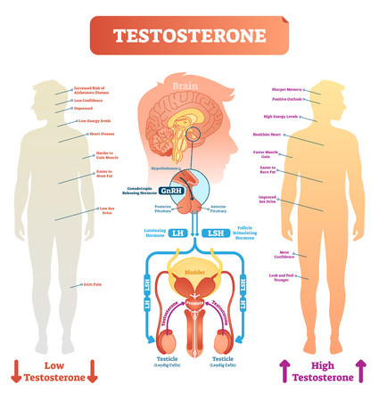 Testosterone anatomical and biological body diagram with brain and male reproductive organ cross sections. Medical vector illustration scheme. Body function labels on male silhouette.のイラスト素材