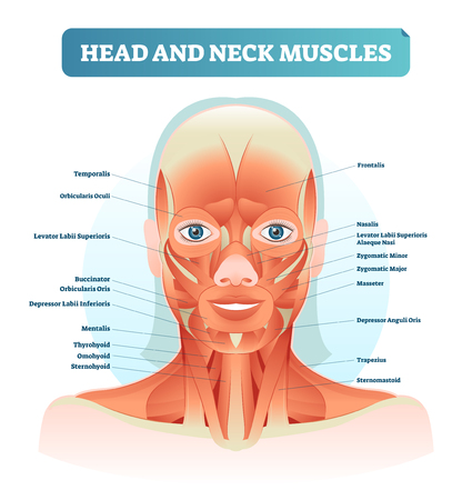 Head and neck muscles labeled anatomical diagram, facial vector illustration with female face, health care educational information poster. Fitness and beauty related.のイラスト素材
