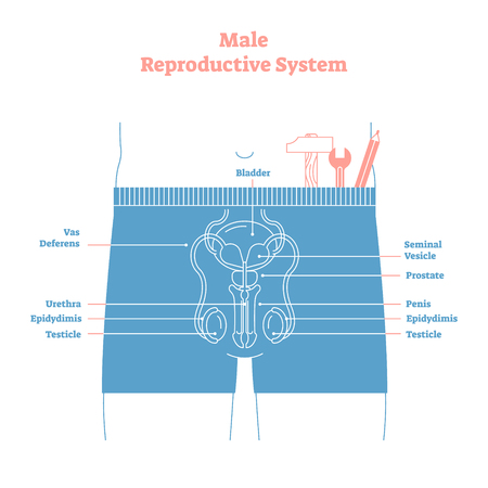 Artistic style male reproductive system vector illustration educational poster. Health and medicine labeled diagram,male sexual organ cross section with bladder,penis and testiclesのイラスト素材