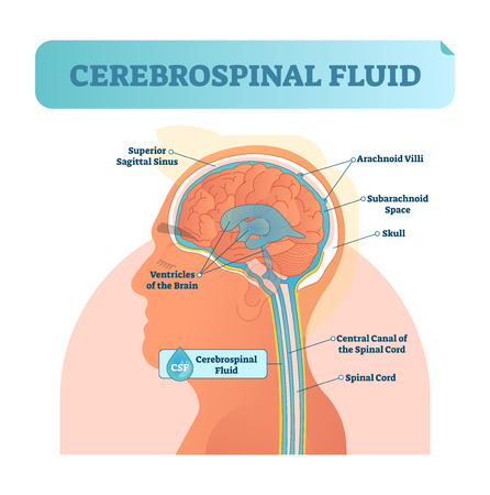 Cerebrospinal fluid vector illustration. Anatomical labeled scheme with human head and inside of skull. Diagram with superior sigittal sinus, ventricles, arachnoid Villi and spinal cord central canal.のイラスト素材