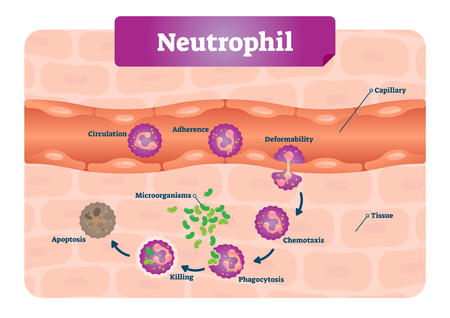 Neutrophil vector illustration. Medical educational scheme with labeled capillary, circulation, adherence, deformability, chemotaxis and phagocytosis. Apoptosis and microorganisms icroscopic closeup.のイラスト素材