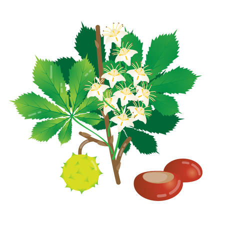 Blooming chestnut vector illustration, isolated group of objects with chestnut, leaves, shell, brunch and flowers. Natural botanic closeup design.のイラスト素材