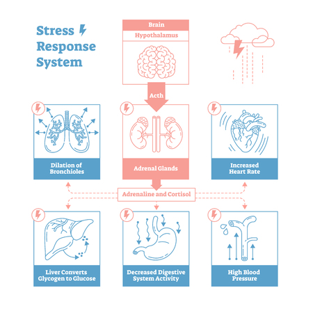 Stress response biological system vector illustration diagram,anatomical nerve impulses scheme with brain, adrenal glands, heart rate, blood pressure, breathing and other processes.Outline design.のイラスト素材