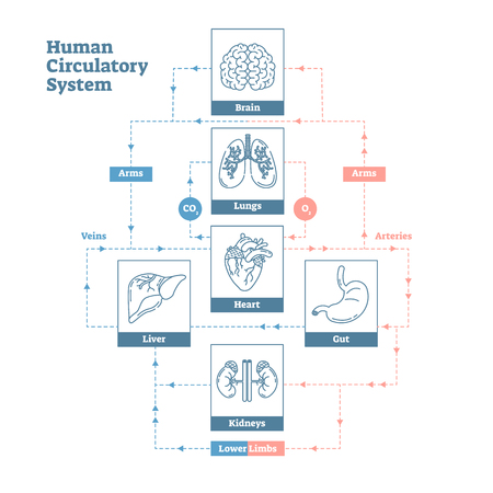 Human Circulatory System vector illustration diagram poster, blood vessels scheme. Clean outline style medical infographic with blood flow through inner organs - brain, lungs, heart, gut and liver.のイラスト素材