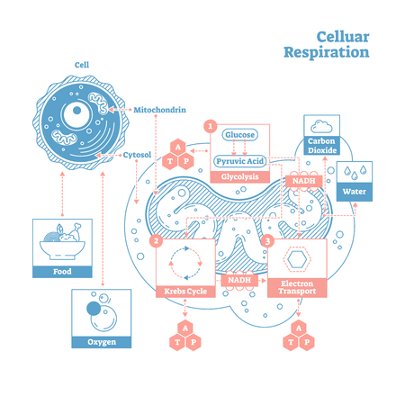 Cellular respiration is a set of metabolic processes that take place in the cells of organisms to convert biochemical energy from nutrients into adenosine triphosphate (ATP),and release waste productsのイラスト素材