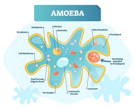 Amoeba labeled vector illustration. Educational single cell animal structure scheme with ectoplasm, nucleus, mitochondrion, pseudopod, lysosome and contractile vacuole.のイラスト素材