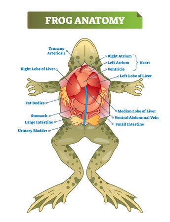 Frog anatomy labeled vector illustration scheme. Educational preparation for biology, anatomy or zoology students. Reptile dissection for scientific inner organs researchのイラスト素材