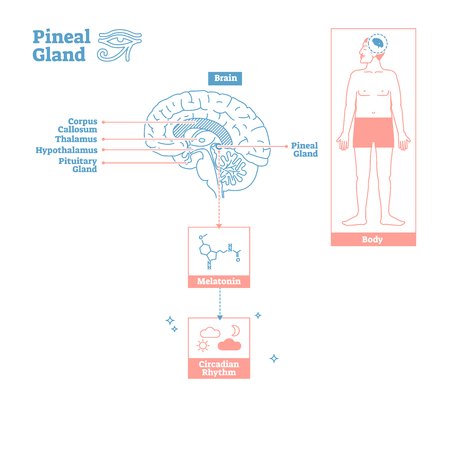 Pineal Gland of Endocrine System.Medical science vector illustration diagram.Biological scheme with brain cross section and melatonin chemical circadian rhythm body function.Labeled infographic posterのイラスト素材