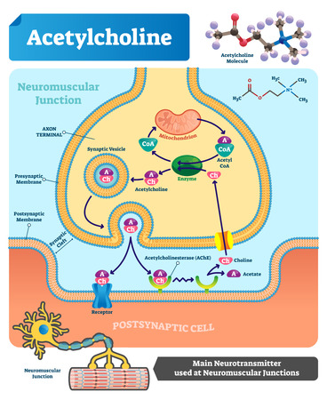 Acetylcholine vector illustration. Labeled scheme with structure of neurotransmitter, neuromuscular junction, synaptic vesicle, axon and cleft. Anatomical closeup diagramのイラスト素材