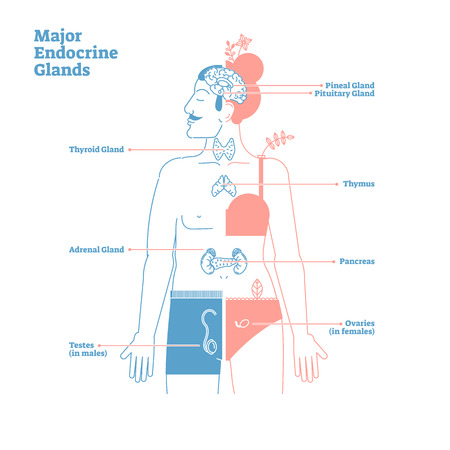 Major Endocrine Glands System. Medical science vector illustration diagram with pineal,pituitary,thyroid,thymus,adrenal,pancreas,testes and ovaries glands secreting human body hormones.Male and femaleのイラスト素材