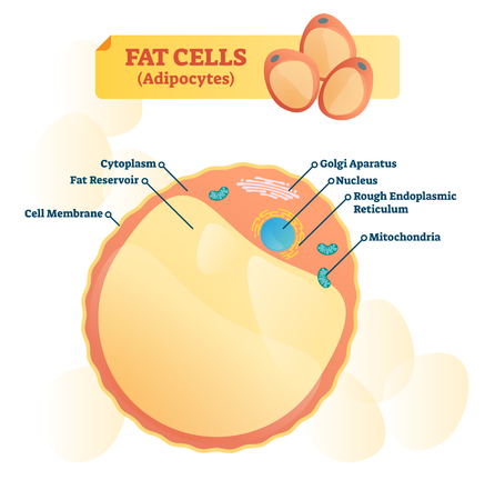 Fat cell structure vector illustration. Labeled anatomical adipocytes scheme. Cytoplasm, reservoir, golgi apparatus and endoplasmic reticulum educational diagram.のイラスト素材