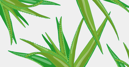 Aloe vera medicinal eco plant, healthy and natural beauty and health product. Decorative vector illustration. Fresh and green herbal element horizontal backgroundのイラスト素材