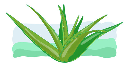Full size Aloe vera medicinal eco plant, healthy and natural beauty and health product. Horizontal and decorative vector illustration poster. Fresh and green herbal element.のイラスト素材