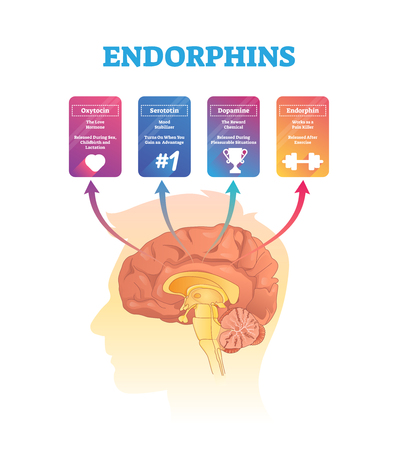 Endorphins vector illustration. Isolated human brain cross section hormones scheme. Exposure and release time for oxytocin, serototin, dopamine and endorphin. Anatomical and biochemical explanation.のイラスト素材