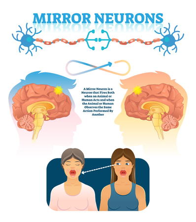 Mirror neurons vector illustration. Medical brain action explanation scheme. Educational diagram with human brain side view and empathy emotion location in head. Anatomical psychology mind phenomena.のイラスト素材