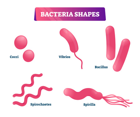 Bacteria shapes vector illustration. Educational micro cells collection set. Labeled cocci, vibrios, bacillus, spirochaetes and spirilla closeup visualization. Isolated biological organisms research.のイラスト素材