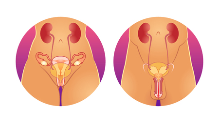 Reproductive system vector illustration. Anatomical human internal sexual organs. Healthy male and female compared genitals. Uterus, vagina and penis medical visualization and fertile gynecology.のイラスト素材