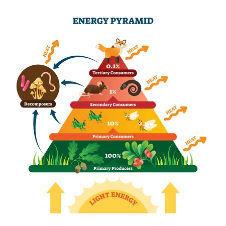 Energy pyramid vector illustration. Labeled biomass representation graphic. Educational bioproductivity levels ecosystem infographic. Wildlife percentage food system with producers and consumers.のイラスト素材