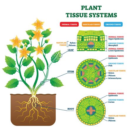 Plant Tissue Systems vector illustration. Labeled biological structure scheme. Anatomical diagram with leaf, stem and root microscopic graphic. Plant inner vascular, dermal and ground cross section.のイラスト素材