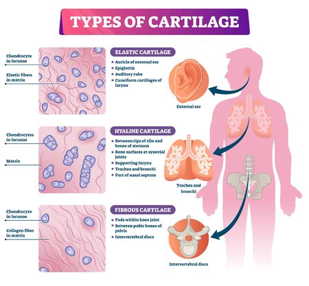 Types of cartilage vector illustration. Labeled educational tissue scheme. Smooth elastic rubber like padding for long bones protection at joints. Medical description with hyaline and fibrous example.のイラスト素材