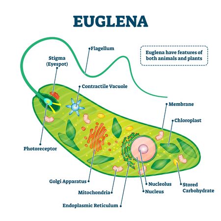 Euglena vector illustration. Labeled microorganism structure and description. Biological inner parts scheme for genus of single cell flagellate eukaryotes. Diagram with flagellum and stigma location.のイラスト素材