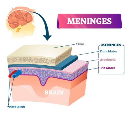 Meninges vector illustration. Labeled anatomical educational head surface layers scheme. Healthy and normal body part side view closeup with structure titles and location in head. Explanation diagram.のイラスト素材