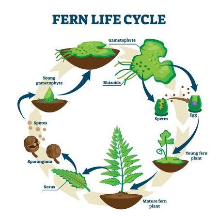 Fern life cycle vector illustration. Labeled educational development process scheme. Different plant stages examples with gametophyte, rhizoids, sorus and spores. Self reproduction explanation scheme.のイラスト素材