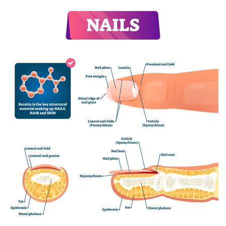 Nail anatomy structure diagram, vector illustration. Finger cross section educational scheme with cuticle, epidermis, fat, nail root, bed and plate. Nail surface plate, free margin and distal edge.のイラスト素材