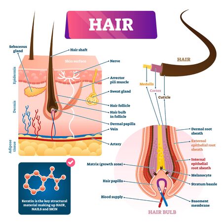 Hair anatomy structure diagram vector illustration. Skin layers cross section with dermal papilla, follicle, glands and blood flow. Hair bulb scheme with membrane matrix, melanocyte and root sheath.のイラスト素材