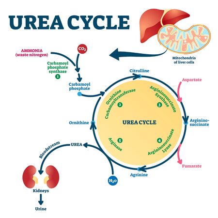 Anatomical biochemical reactions that produce from ammonia.のイラスト素材