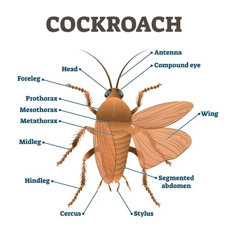 Cockroach illustration. Labeled educational body structure scheme. Zoology diagram with metathorax,...