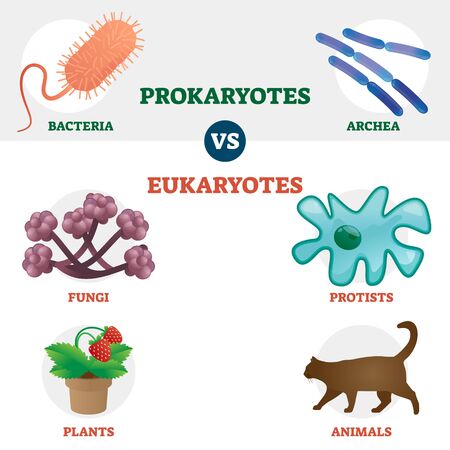 Eukaryote vs Prokaryote cell type organisms, educational set with bacteria, archea, fungi, protists, plants and animal vector illustrations. Two important category groups in biology science.のイラスト素材