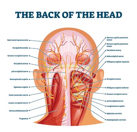 Back of the head muscle structure and nerve system diagram, vector illustration labeled medical health care scheme. Educational information for sports fitness training and chiropractor therapy.のイラスト素材