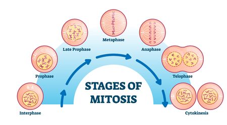 Stages of mitosis, vector illustration diagram. Cell division process, biological phases scheme with interphase, prophase, metaphase, anaphase, telophase and cytocinesis. Life reproduction biology.のイラスト素材