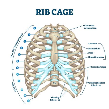 Rib cage anatomy, labeled vector illustration diagram. Medical human chest skeletal bone structure model. Numbered ribs, sternum, cartilage parts and clavicular articulation. Health care education.のイラスト素材