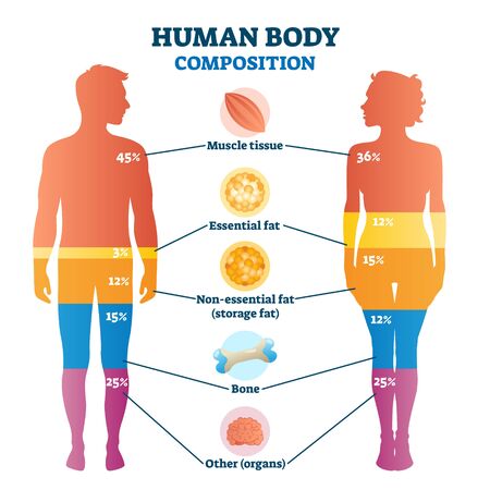 Human body composition infographic, vector illustration diagram. Percentage proportions for muscle tissue, essential fat, non-essential fat or storage fat, bones and other. Healthy life information.のイラスト素材