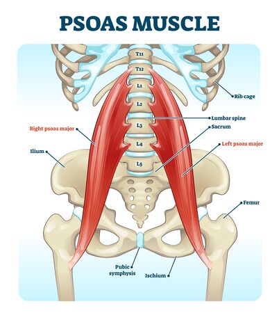 Psoas muscle medical vector illustration diagram. Lumbar spine and psoas major attached from discs to femur bones. Hip pain problem and hurting lower back. Fitness or chiropractic therapy information.のイラスト素材