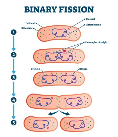 Binary fission process, vector illustration diagram. Labeled cell reproduction division stages scheme. Biology science educational information. Ribosome,cell wall,plasmid and chromosome copying steps.のイラスト素材