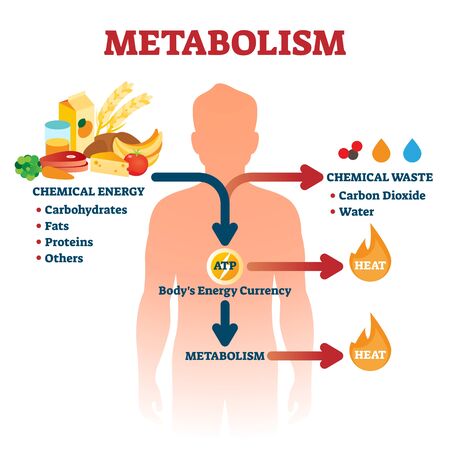 Metabolism illustration. Labeled chemical energy educational scheme. Explanation diagram with food carbohydrates, fats and proteins reactions to create ATP and heat. Biological diet infographicのイラスト素材