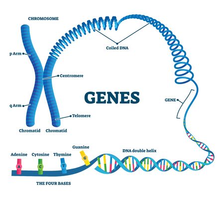 Genes illustration. Educational labeled structure example scheme. Adenine, sytosine, thumine and guanine closeup part of coiled helix DNA. Chromosome division with arms, chromatid and telomere.のイラスト素材