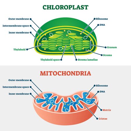 Chloroplast vs mitochondria vector illustration. Labeled educational structure scheme. Biological cell part diagram for school handout. Physiology closeup model with plant energy organelles comparisonのイラスト素材
