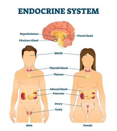 Endocrine system vector illustration. Labeled hormone release glands scheme. Educational diagram with thyroid, adrenal, thymus, pancreas, ovary and testis. Regulation system with hypothalamus center.のイラスト素材